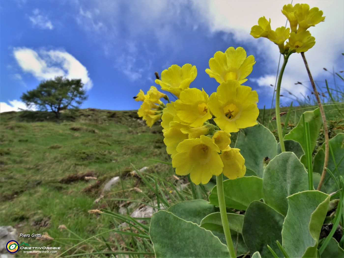 53 Primula auricula (Primula orecchia d'orso).JPG